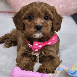 Cavapoos, Goldendoodles, and Poodles from True Hearted Doodles