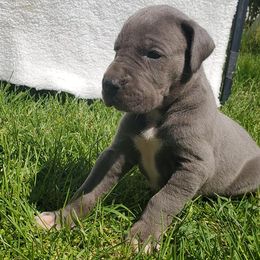 Great Danes from Gemini Danes