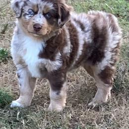 "RMF - (Jane) Roxie X Big" Australian Shepherd and Miniature Australian Shepherd Puppies from Flying S Aussies