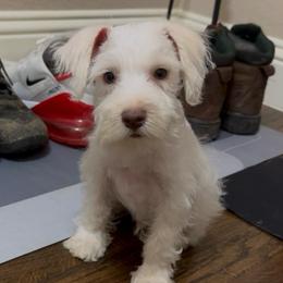 Angel - White male Miniature Schnauzer puppy in Glenn Heights, Texas from Marvelous Mannered K9s of Texas