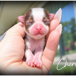 Cherie - Chocolate, tan and white female Yorkshire Terrier puppy in Warren, Michigan from Danielle's Yorkie Babies