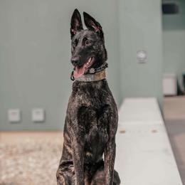 Diana - Dutch Shepherd