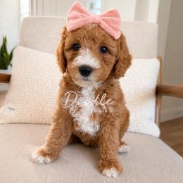 Sunny - Red  female Goldendoodle puppy in Gilbert, Arizona from Doodle Bliss