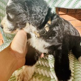 Sheepadoodle Puppies from Boujie Doo’s