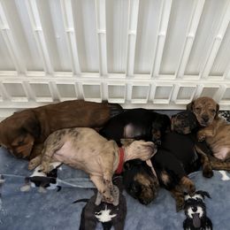 Dachshund Puppies from King Funny Farm