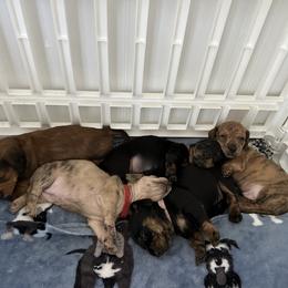 Dachshund Puppies from King Funny Farm