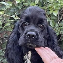 Chihuahuas and Cocker Spaniels from D&D Hill Country Cockers and Chihuahuas