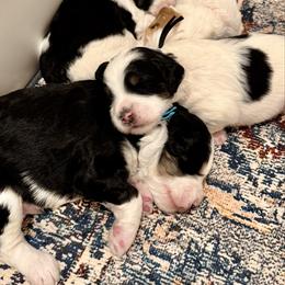 Bernedoodle puppies from Vidadoodle