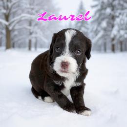 Laurel - female Golden Mountain Doodle puppy in Banner Elk, North Carolina from Walnut Tree Bernedoodles