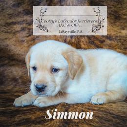 Simmon - Yellow male Labrador Retriever puppy in Wyalusing, Pennsylvania from Cooley’s Labradors Retrievers