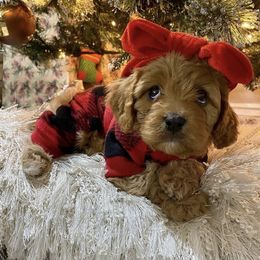 Bernedoodle and Cavapoo Puppies from Sugar Doodles Pups