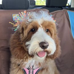 June Bug - Labradoodle