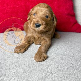 Mistletoe 'Missy' (light pink collar) - Apricot female Goldendoodle puppy in Murrieta, California from Apricot Poodles & Goldendoodles, LLC