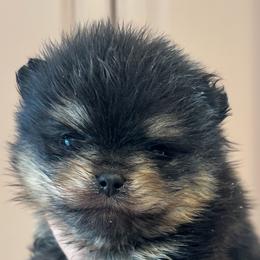 Murphy - Black and tan male Pomeranian puppy in Grayslake, Illinois from Touch Of Clouds Poms
