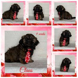 Claus - Sable male Shih Tzu puppy in Yelm, Washington from Lala's All Star Shih Tzu