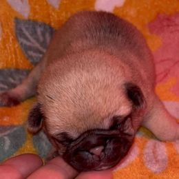 Pink-blue girl - Fawn female Pug puppy in Elma, Washington from Kismet Kennels, Exclusively Pugs