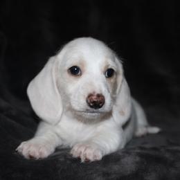 Phillip - Cream male Dachshund puppy in Fairfax, Iowa from Grayson’s Lovable Dachshunds