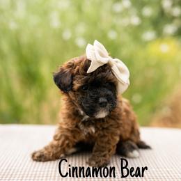 Cinnamon Bear - Red  female Poodle puppy in St. George, Utah from Ibby Dibby doodles