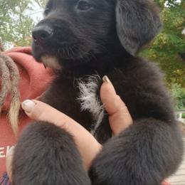 Golden Retriever and Labrador Retriever Puppies from Harvest Moon Farms