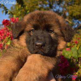 Navy Collar - Sable male German Shepherd puppy in Orlando, Florida from AceHaven Canines