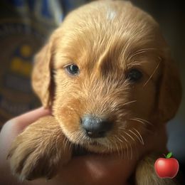 Red, Apple - Dark golden male Golden Retriever puppy in Fisher, Illinois from Fidei Family Farms