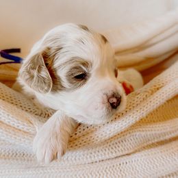 Goldendoodle Puppies from Okie Doodle Grove