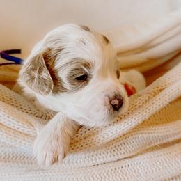 Goldendoodle Puppies from Okie Doodle Grove