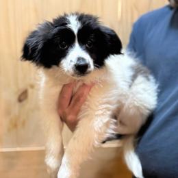 Rudi - Female - White and black female Papillon puppy in Blue Ridge, Georgia from Butterfly Ridge