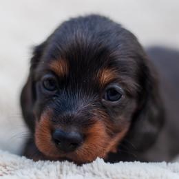Violet - Black and tan female Dachshund puppy in Tampa, Florida from EntityDachs