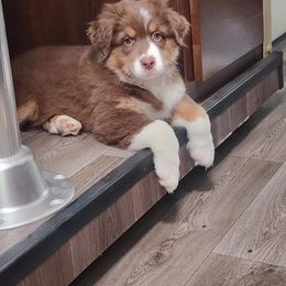 Red Tri Male 2 - Red tri-color male Australian Shepherd puppy in Diamond Springs, California from Two Rivers Aussies