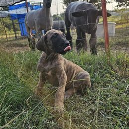 Yarra - Brindle female Great Dane puppy in Jerusalem, Arkansas from Mara Danes