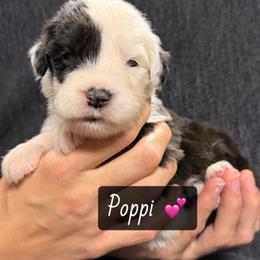Poppi - Gray and white female Old English Sheepdog puppy in Bristol, Indiana from Ridgeruns OES