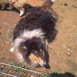 Ebony - Black white and tan male Collie puppy in Nevada, Missouri from Briarwood Collies