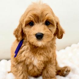 Lavender - Red female Australian Labradoodle puppy in Auburn, Washington from West Valley Labradoodles