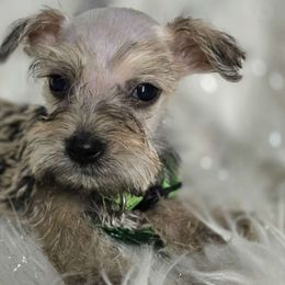 Koda - Miniature Schnauzer puppy from Alysha's Grandbabies