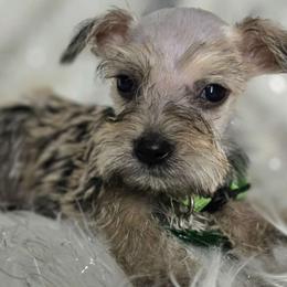 Koda - Miniature Schnauzer puppy from Alysha's Grandbabies