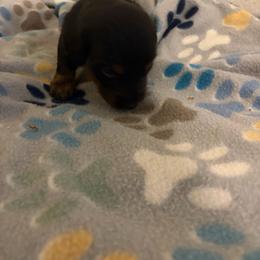 Thancred - Black and tan male Dachshund puppy in Conroe, Texas from R&M Dachshunds