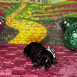 Elphie - Black and silver female Miniature Schnauzer puppy in Edinburg, Texas from Forever Schnauzers