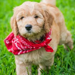 Goldendoodle Puppies from Celebrity Doodles DFW