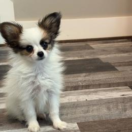 Ready Now.  Lucie's white and sable boy 2 - White and sable male Papillon puppy in Shirley, Arkansas from Lucky Pups