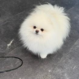 Pudding - Pomeranian