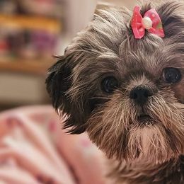 Shih Tzus from Ju Shih Tzu