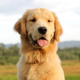 Sundance - Golden Retriever