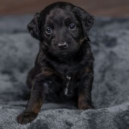 Holly - Black phantom female Aussiedoodle puppy in Casa, Arkansas from Blue Diamond Puppies