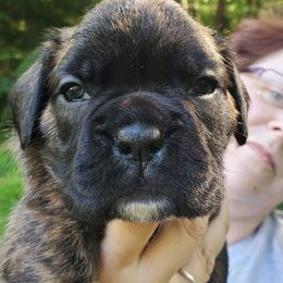 Boxer Puppies from VLH BOXERS