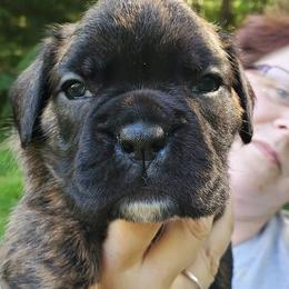 Boxer Puppies from VLH BOXERS