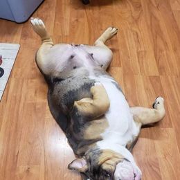 Bulldogs and French Bulldogs from West Coast Frenchie’s and English bulldogs