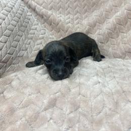 Hudson - Brindle male Dachshund puppy in Richmond, Virginia from Paw Prints