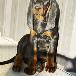 Black and Tan Coonhound Puppies from Classic Coonhounds