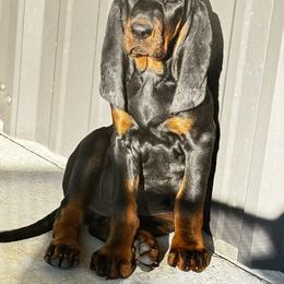 Black and Tan Coonhound Puppies from Classic Coonhounds